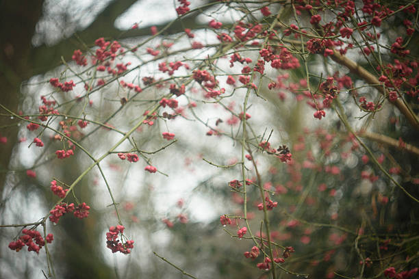 Bright Winter Berries on a Grey, Overcast Day