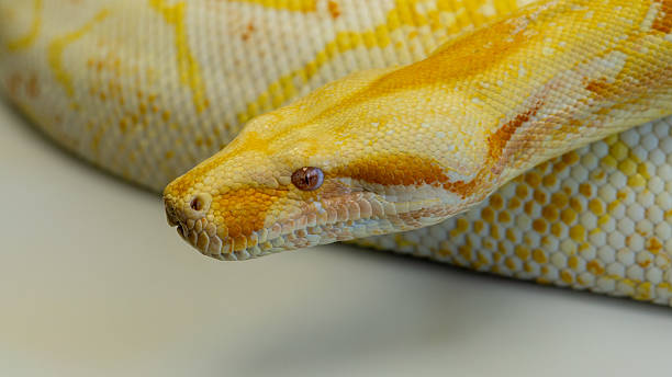 istock Bright yellow Boa Constrictor snake coiled up on a white table. Close-up 2217972179