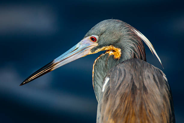 a Heron searches for food near the gulf coast of Texas