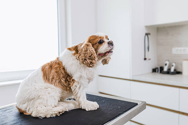 istock Cute calm dog at vet 2217972397