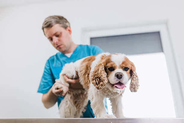 istock Cute calm dog at vet 2217972420