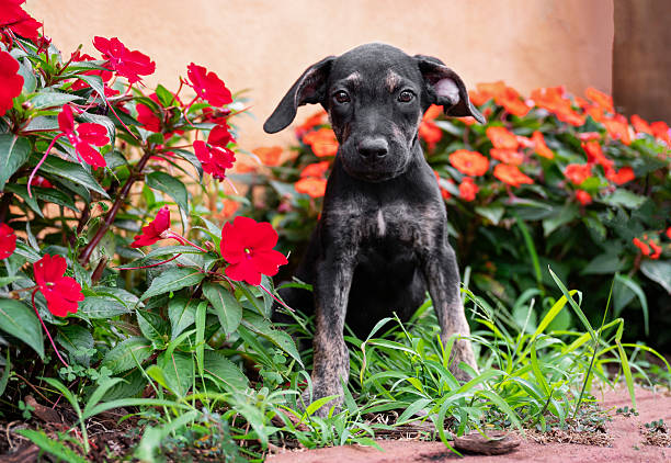 istock Mixed breed puppy dog 2217973063