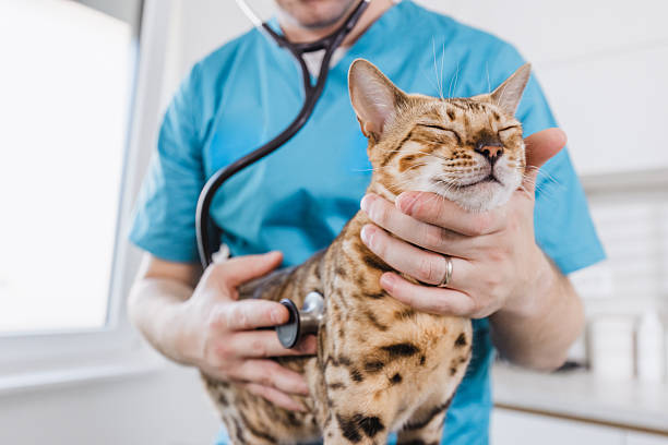 istock Veterinarian examining a patient, a cat, with a stethoscope in a veterinary office 2217973372