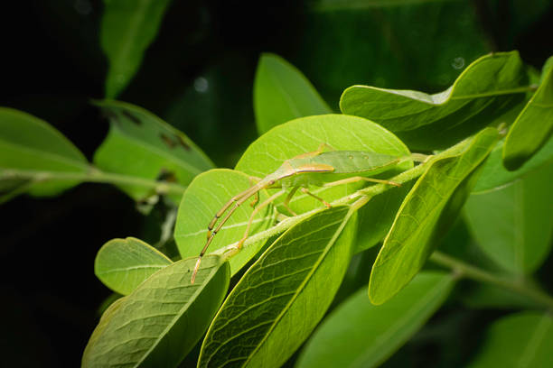 Green insect walks on leaves after rain.