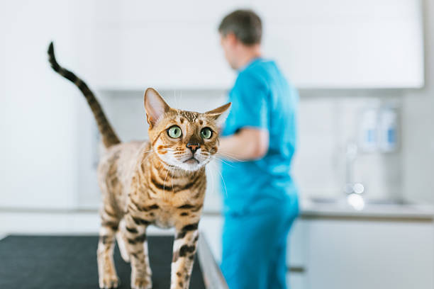 istock Cute cat at vet 2217973994