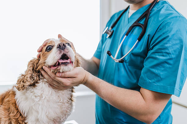istock Cute calm dog at vet 2217974125