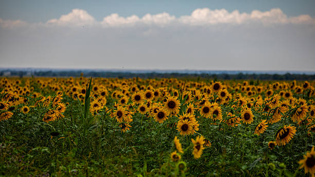 istock Sunflower field 2217974165