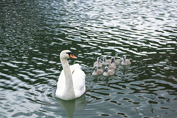 A graceful swan leads its cygnets across a still lake, their reflections creating a stunning natural scene