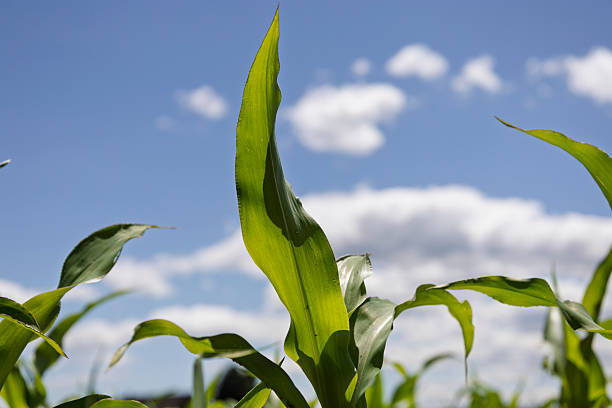 istock Healthy Corn Seedling in Nutrient-Rich Soil 2217975296