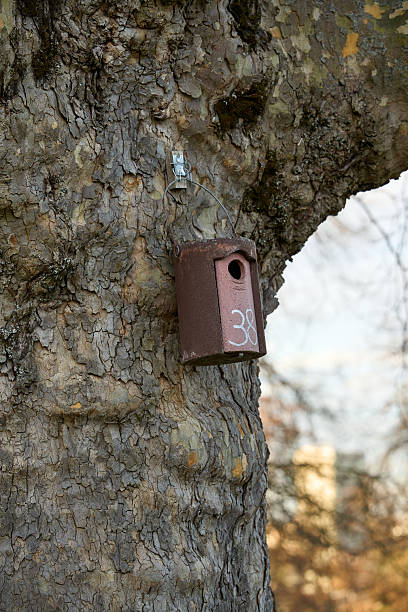 istock Artificial birdhouse in the woods. 2217976069