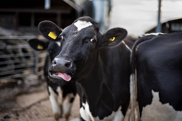 istock Dairy Cow Sticking Out Its Tongue 2217976084