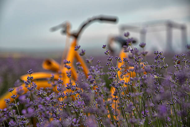 Yellow bicycle among purple lavender flowers