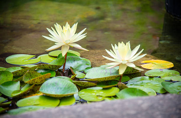 Waterlilies at the Arboretum