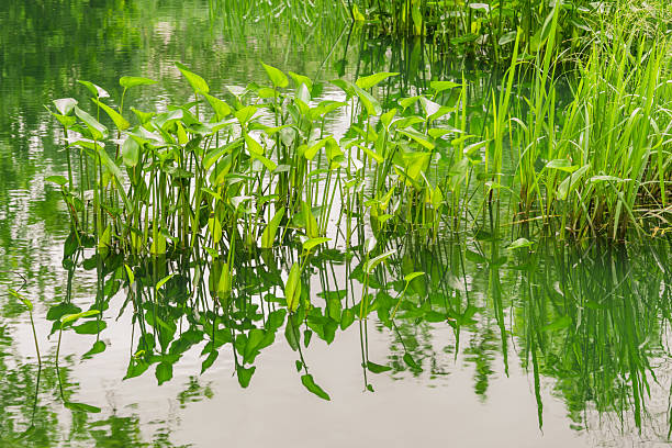 Vibrant wetland vegetation reflected in the calm waters of a serene pond.