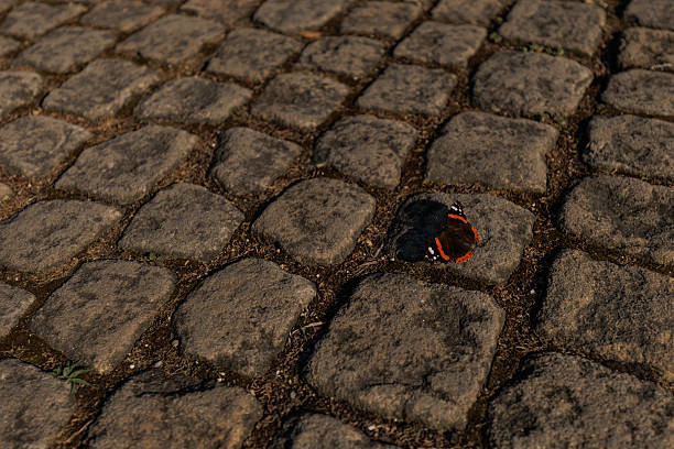 Red admiral butterfly resting on a cobblestone street in the sunlight, creating a contrast between nature and urban environment