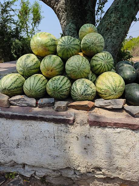istock Watermelon (Citrullus lanatus) fruits 2217985743