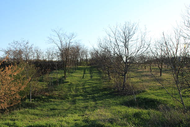 A field with trees and a house. Grass. Outdoor. Tree. Sky. Field