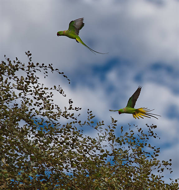 istock Flight of the ringed parrot 2217985900