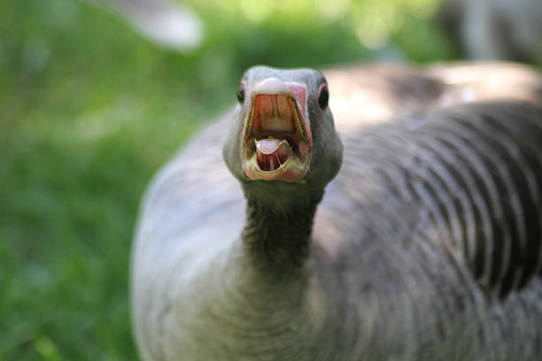 istock A gray lag goose hissing with it’s beak open 2217987516