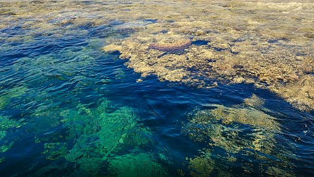 istock fragment of coral reef as background for artists 2217987547