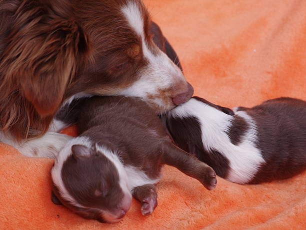 istock Mother dog is nursing her puppies 2217987683