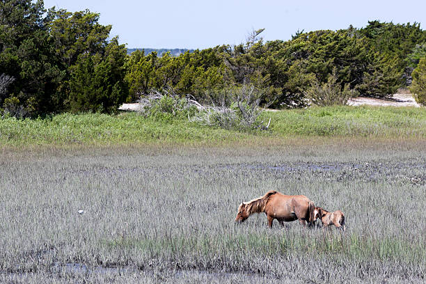 istock Feral Horses on Carrot Island 2217989758
