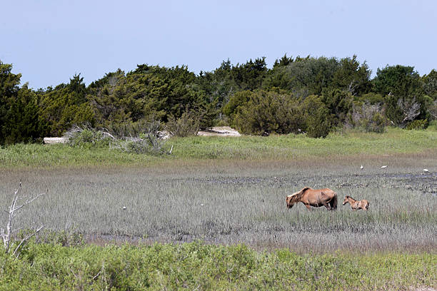 istock Feral Horses on Carrot Island 2217989771