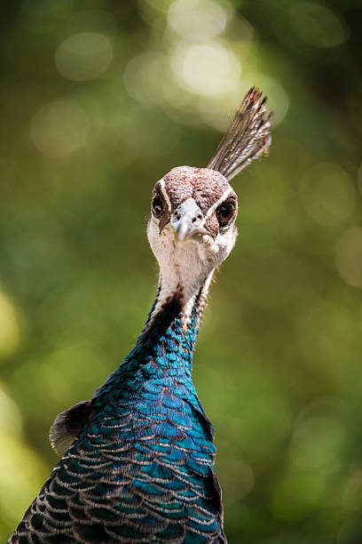 istock Peacock looking at camera with blurred green background 2217992426