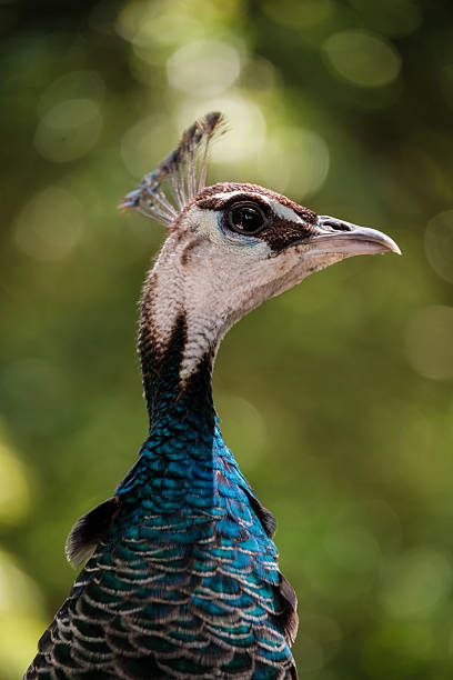 Peacock showing its colorful feathers and crest in nature