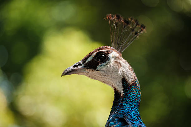istock Indian peafowl showing its beautiful plumage in nature 2217992435