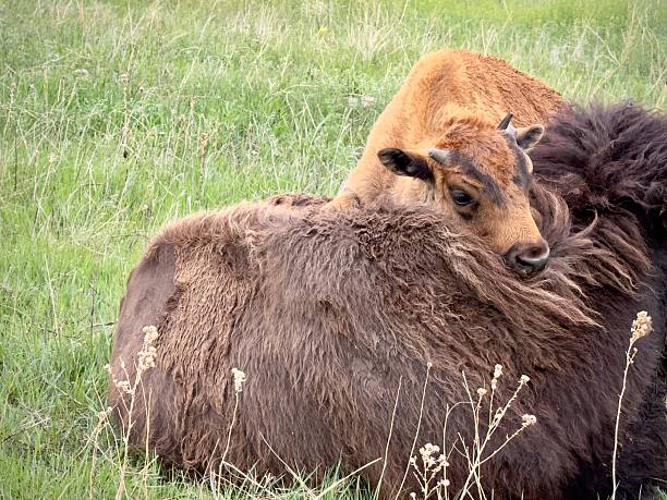 istock Baby buffalo calf on Mother 2217993062