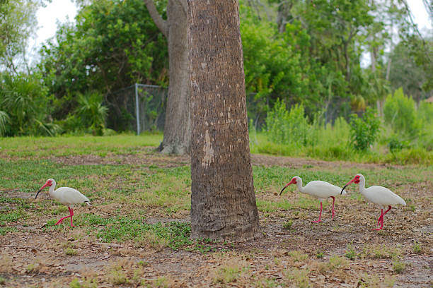 Two white ibis birds are grazing in a tranquil park with tall trees and lush greenery, capturing the essence of nature and wildlife in a serene setting.