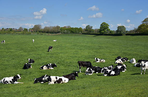 istock Grazing Herd of Black and White Cows 2217995063