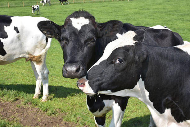 istock Cow Cuddles with a Pair of Cows Together 2217995094