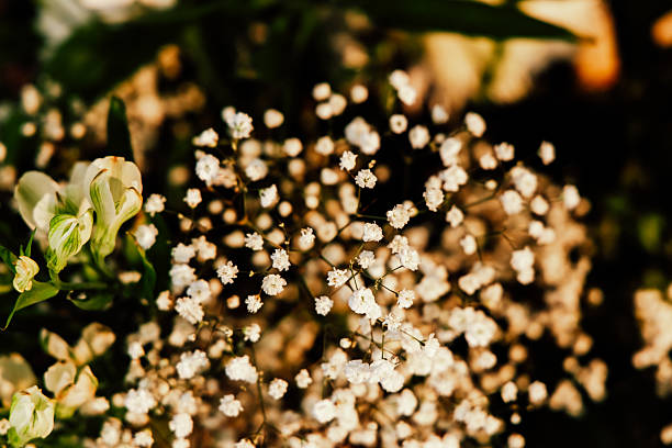 Clusters of tiny white blooms and lush greenery form an elegant floral arrangement. The delicate flowers create a peaceful and romantic vibe.
