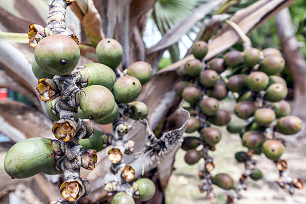 Palm seeds in Mauritius