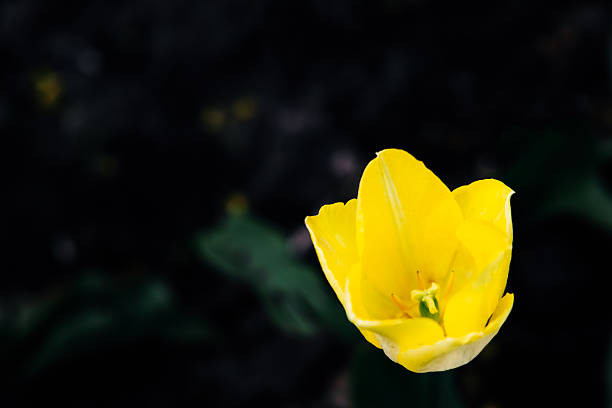 A vibrant yellow tulip stands out in a dark garden surrounded by green foliage illuminating the spring atmosphere.