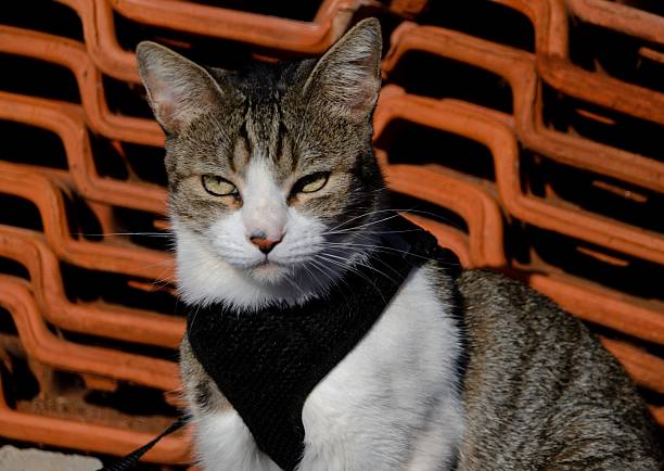 Portrait of young beautiful stray cat.Istanbul - Turkey.