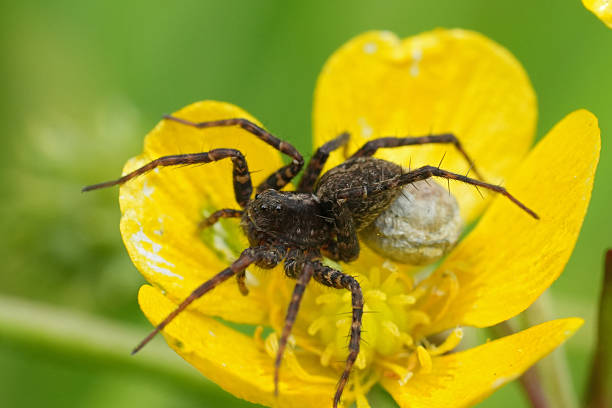 istock Closeup on a Wolf spider, Pardosa with it's egg-sac attached , sitting on a yellow buttercup flower 2217997544
