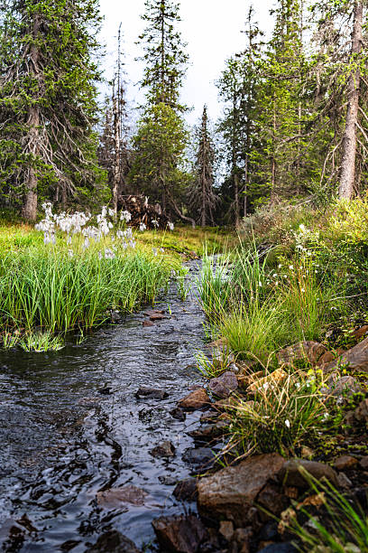 istock Cotton Grass Along Serene Mountain Stream in Dalarna Sweden 2217999539