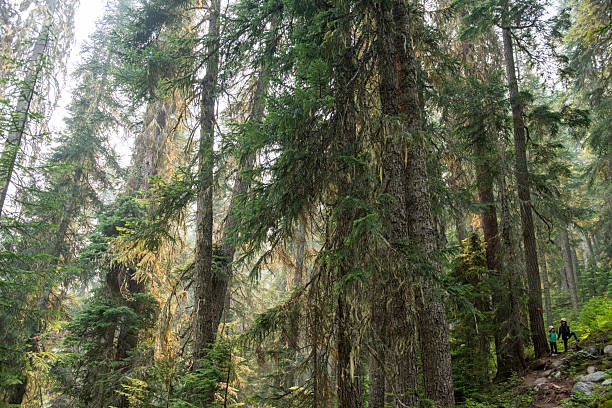 istock Young girls walk down trail in forest 2217999711