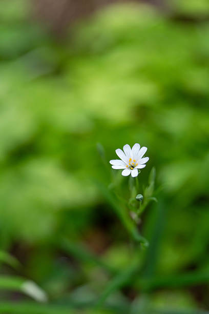 istock Flower in the green grass 2217999800