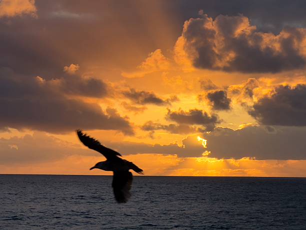 istock Dramatic Sunset Sky with Bird in La Jolla, California 2217999905