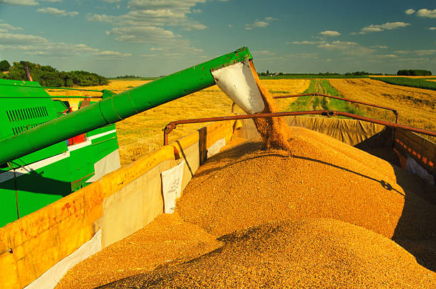istock Combine harvester harvesting wheat 2218001539