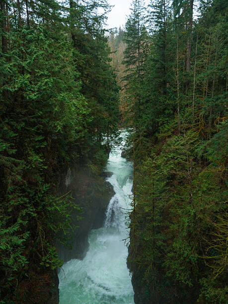 istock Creek  through the  forest in British Columbia, Canada 2218001814