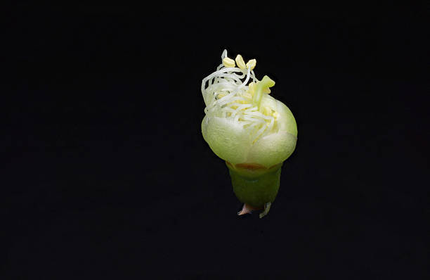 Close-up of Melaleuca leucadendra flower showing detailed stamens and stigma against a black background.