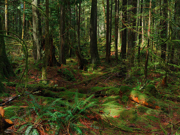Dark lushly green forest with ferns and moss in British Columbia, Canada