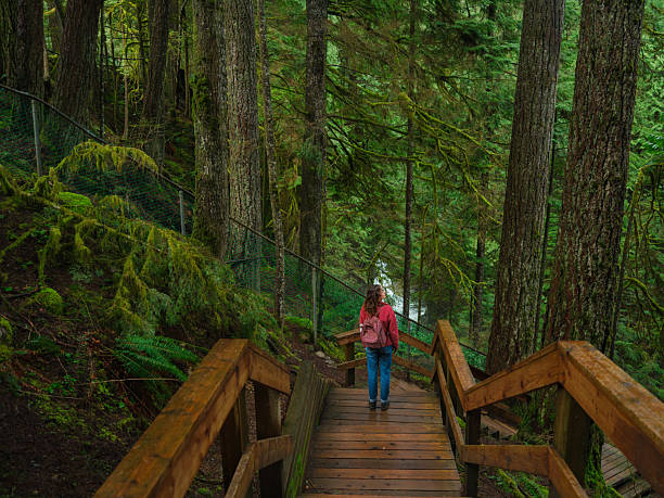 istock Woman exploring serene forest in Vancouver, Canada in summer 2218002060