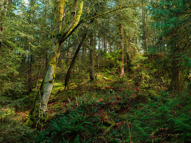 istock Mossy mystic forest in British Columbia, Canada 2218002090