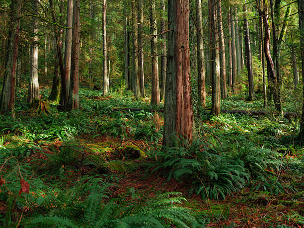 Dark lushly green forest with ferns and moss in British Columbia, Canada